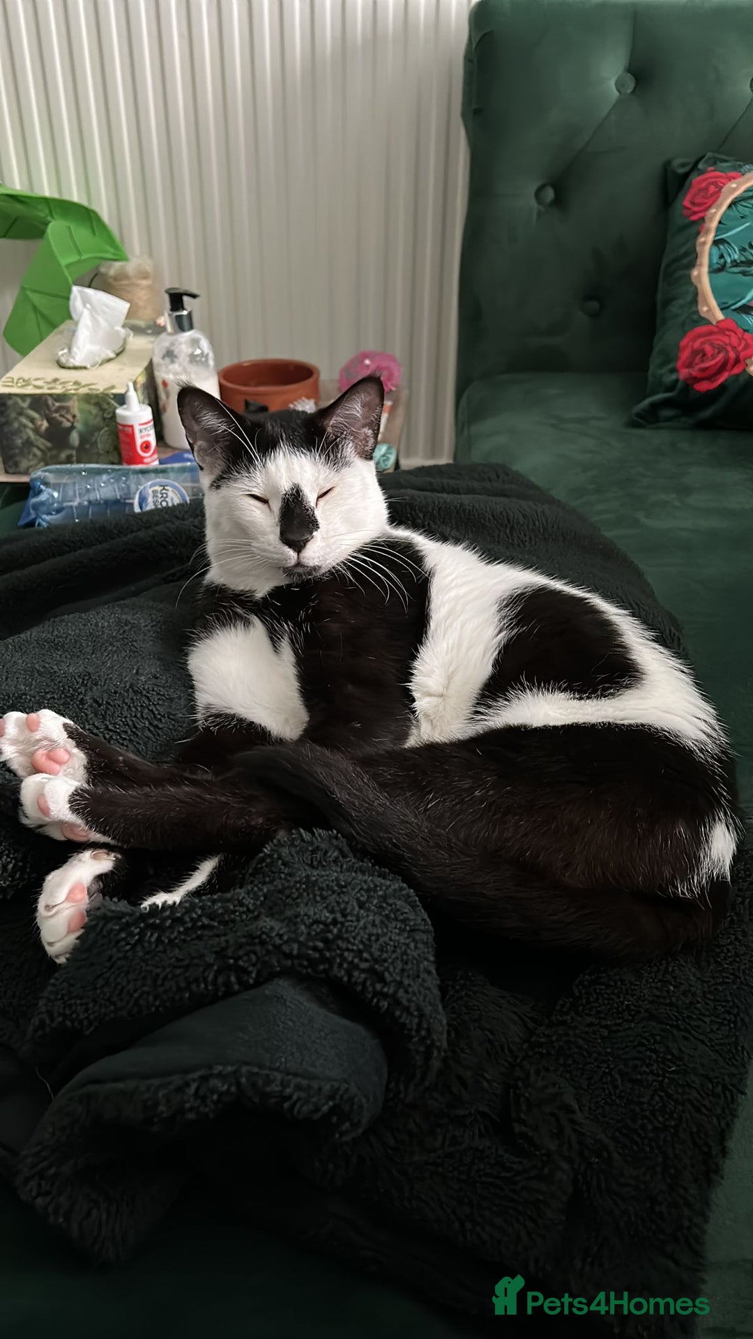 Arabian Mau cats for sale: Meet beautiful Tuxie ❤️ - Image 5