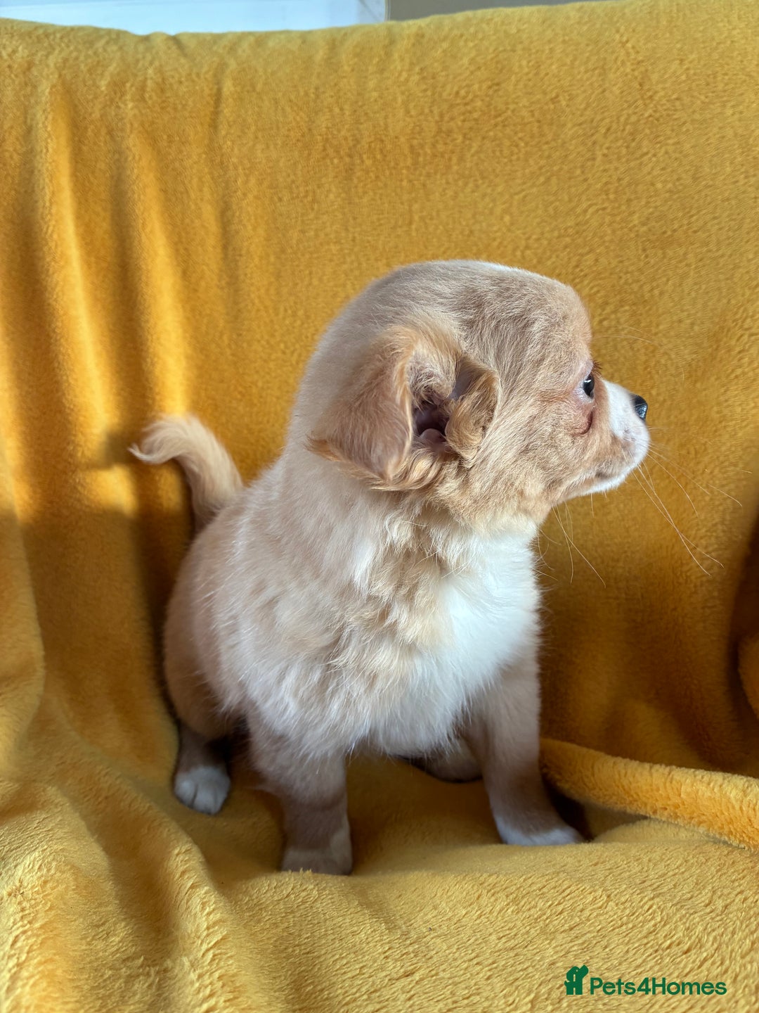 Chihuahua dogs for sale: Beautiful Chihuahua Puppies For Sale - Advert 3