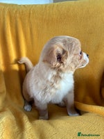 Chihuahua dogs Beautiful Chihuahua Puppies For Sale - Advert 1