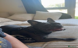 French Bulldog dogs for sale: French bulldog - Image 1
