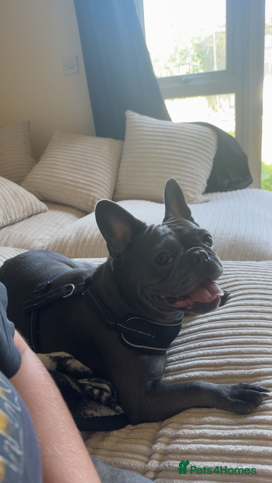 French Bulldog dogs for sale: French bulldog - Image 1