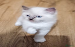 Ragdoll cats for sale: Ragdoll kittens - loving, playful, dog confident - Image 4