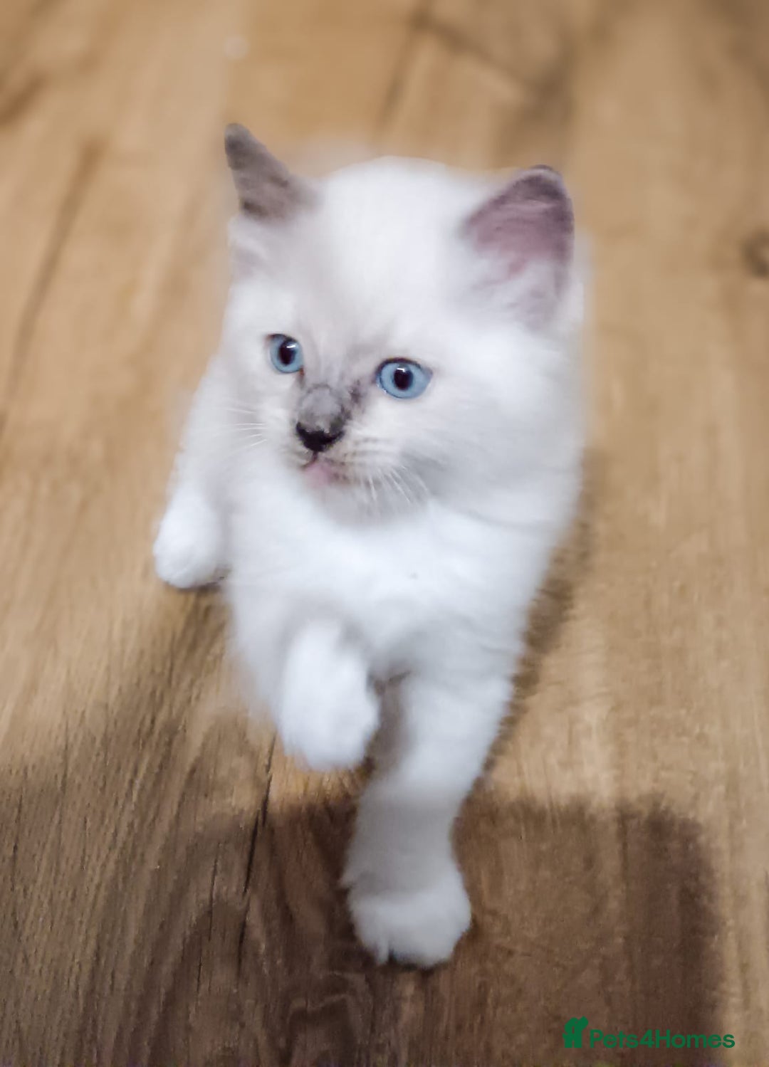 Ragdoll cats for sale: Ragdoll kittens - loving, playful, dog confident - Image 4