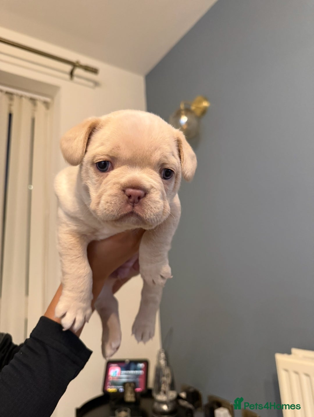 French Bulldog dogs for sale: Isabella  **  French bulldog puppy - Advert 5