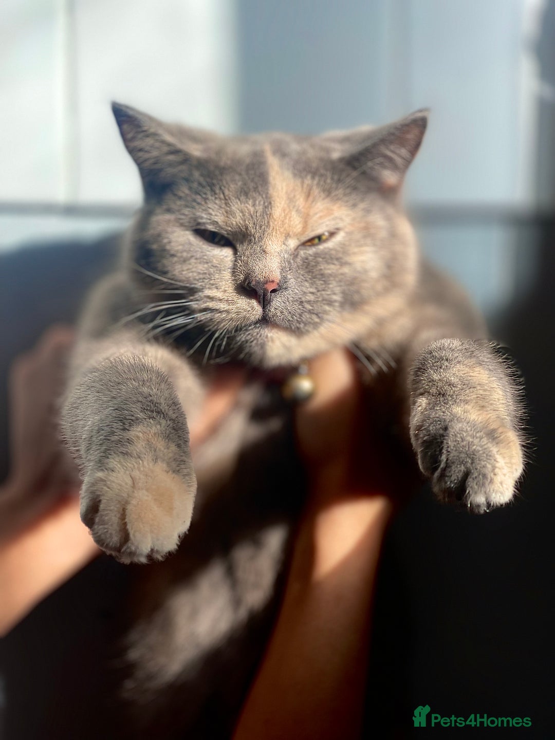 British Shorthair cats for sale: Beautiful blue cream British shorthair Aykiz - Image 2