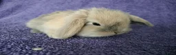 Mini Lop rabbits for sale: Baby mini lop rabbits for sale  - Advert 14