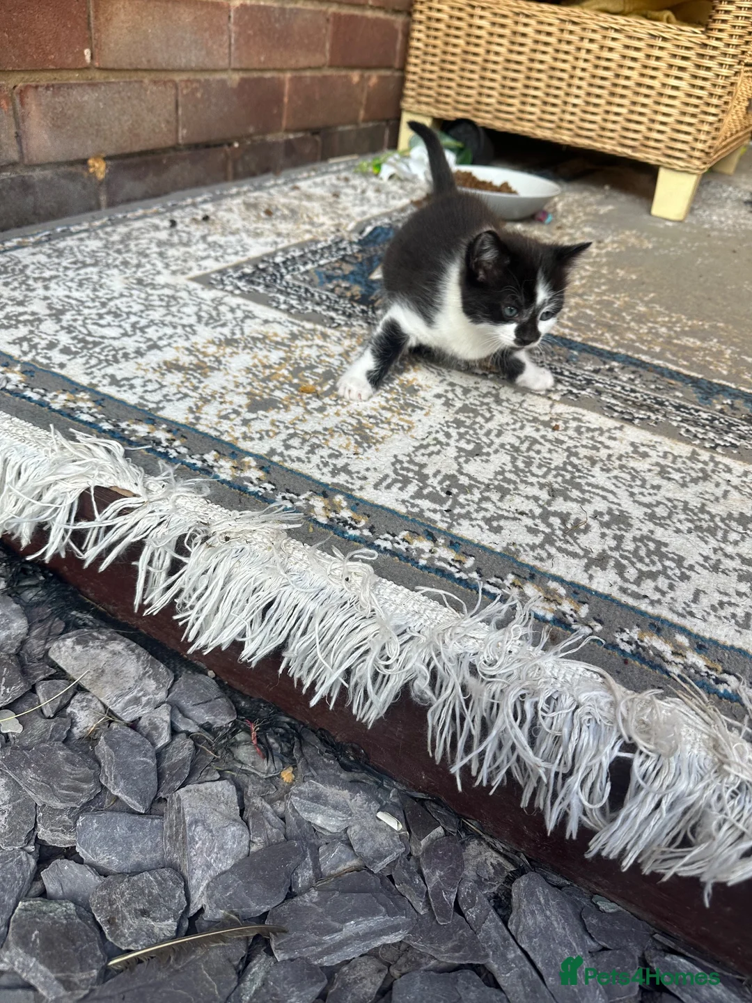 Mixed Breed cats for sale: Kittens for sale - Advert 6