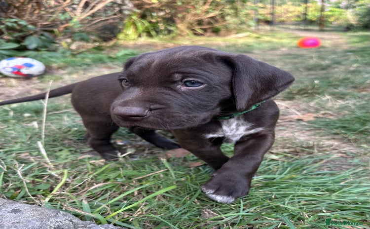 German Shorthaired Pointer dogs - Advert 9