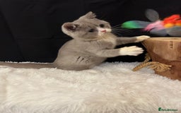 British Shorthair cats for sale: 💗 Gorgeous Full Pedigree BSH Trusted Breeder 💗 - Image 19