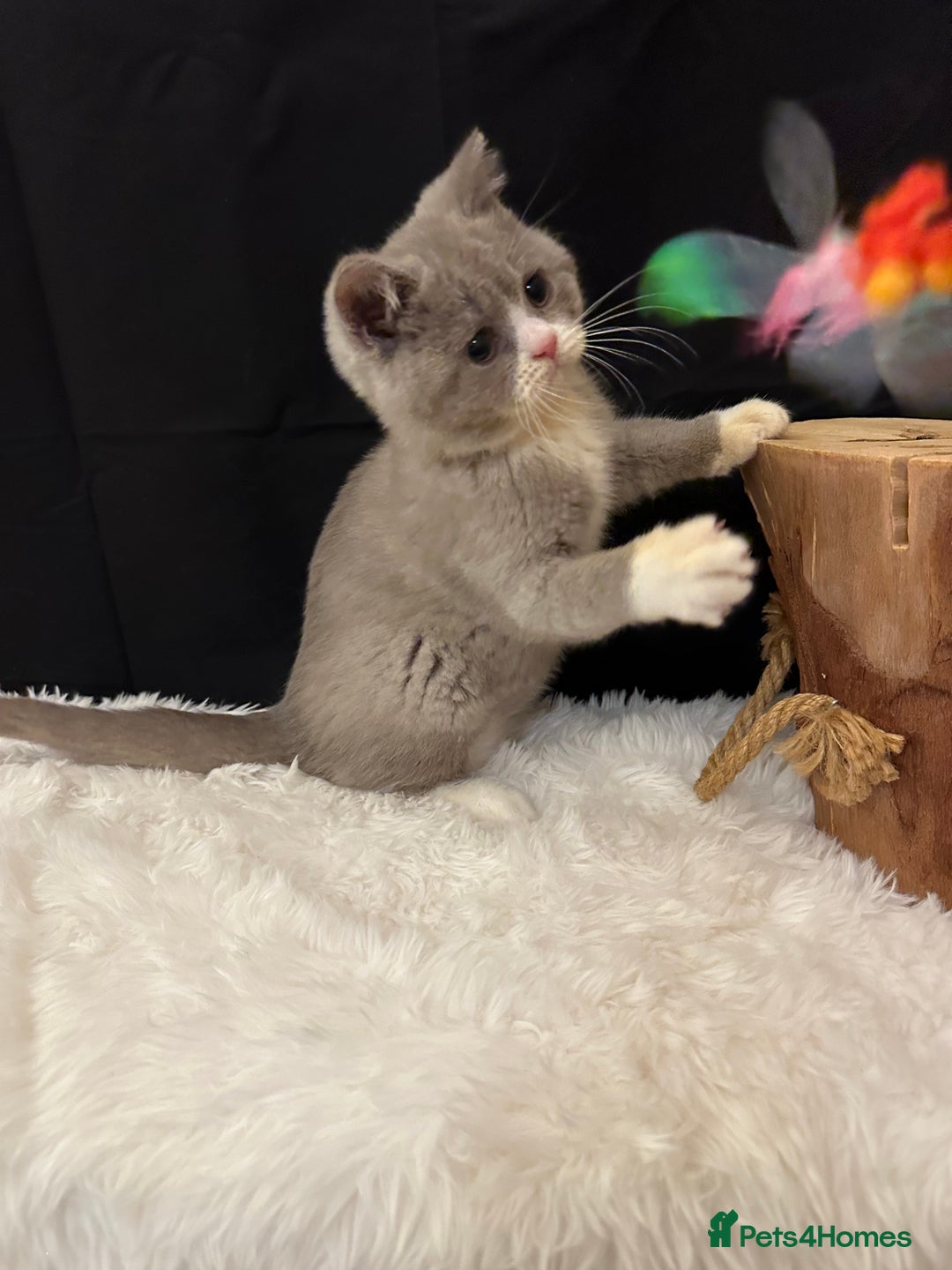 British Shorthair cats for sale: 💗 Gorgeous Full Pedigree BSH Trusted Breeder 💗 - Image 19