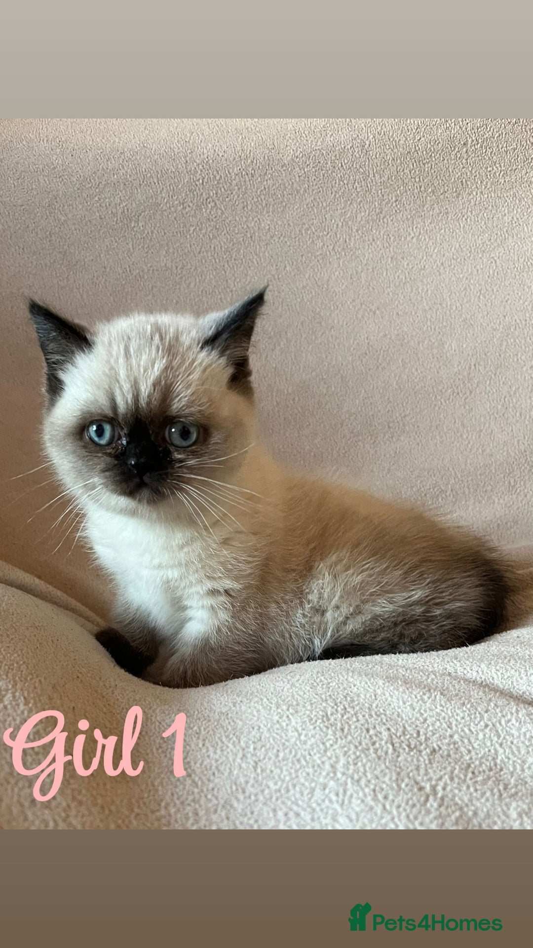 Mixed Breed cats for sale: British Shorthair x Kittens Ready To Leave 🩷🩷 - Advert 5