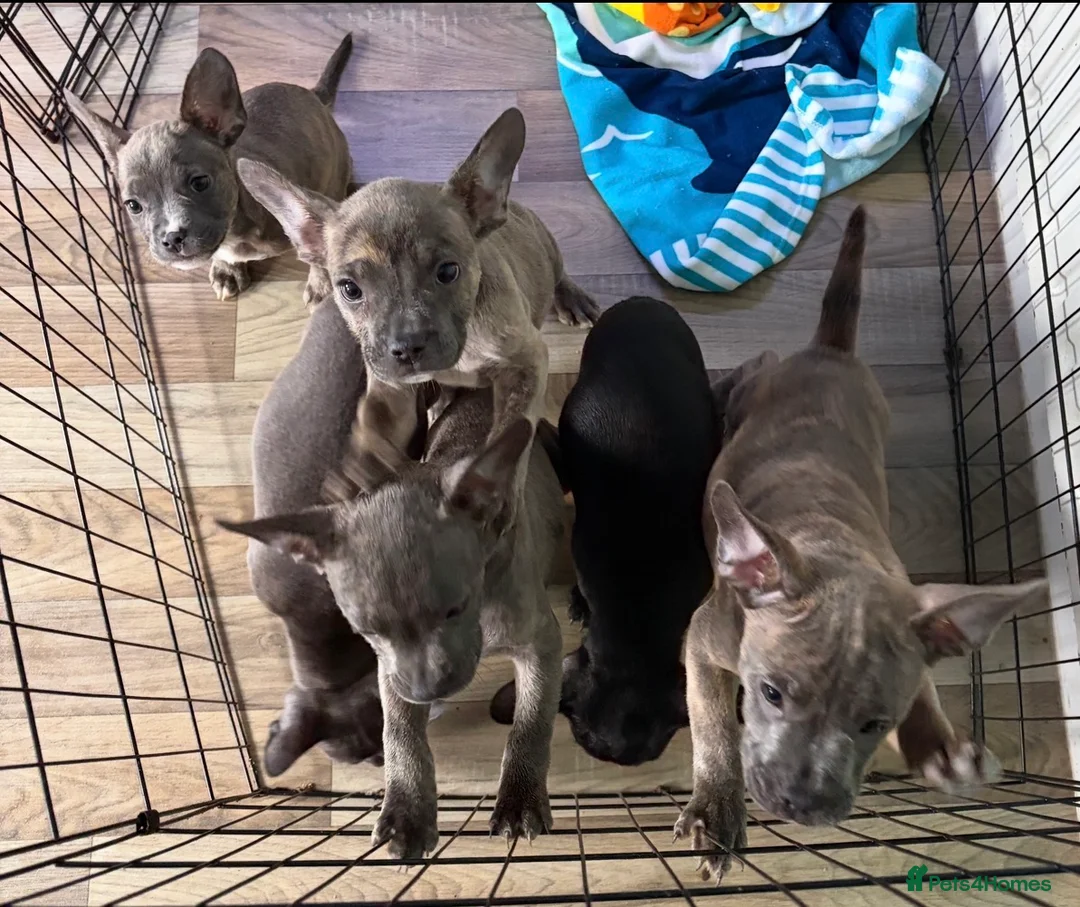 Mixed Breed dogs for sale: Beautiful Stafford bull terrier x French bulldog  in Swansea - Advert 2