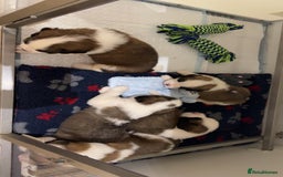 Saint Bernard dogs for sale: Outstanding chunky Saint Bernard puppies for sale - Image 25