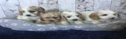 Mixed Breed dogs for sale: Adorable Cockalierpoo pups ( so cute) - Advert 13