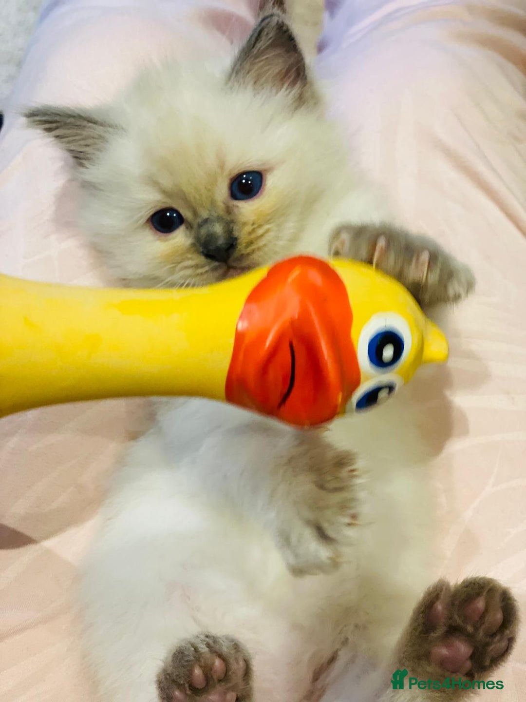 Ragdoll cats for sale: Pure Stunning Ragdoll Kittens - Advert 3