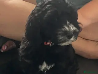 Cockapoo dogs Cockapoo’s ready now amazing smart cuddly - Advert 14