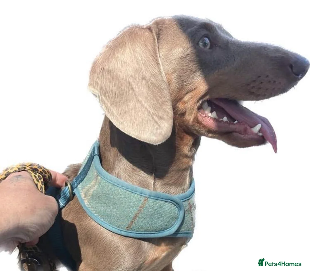 Miniature Dachshund dogs for stud: KCReg PRA,OI,DM Clear COI 0.0% Miniature Dachshund in Gunnislake - Advert 7