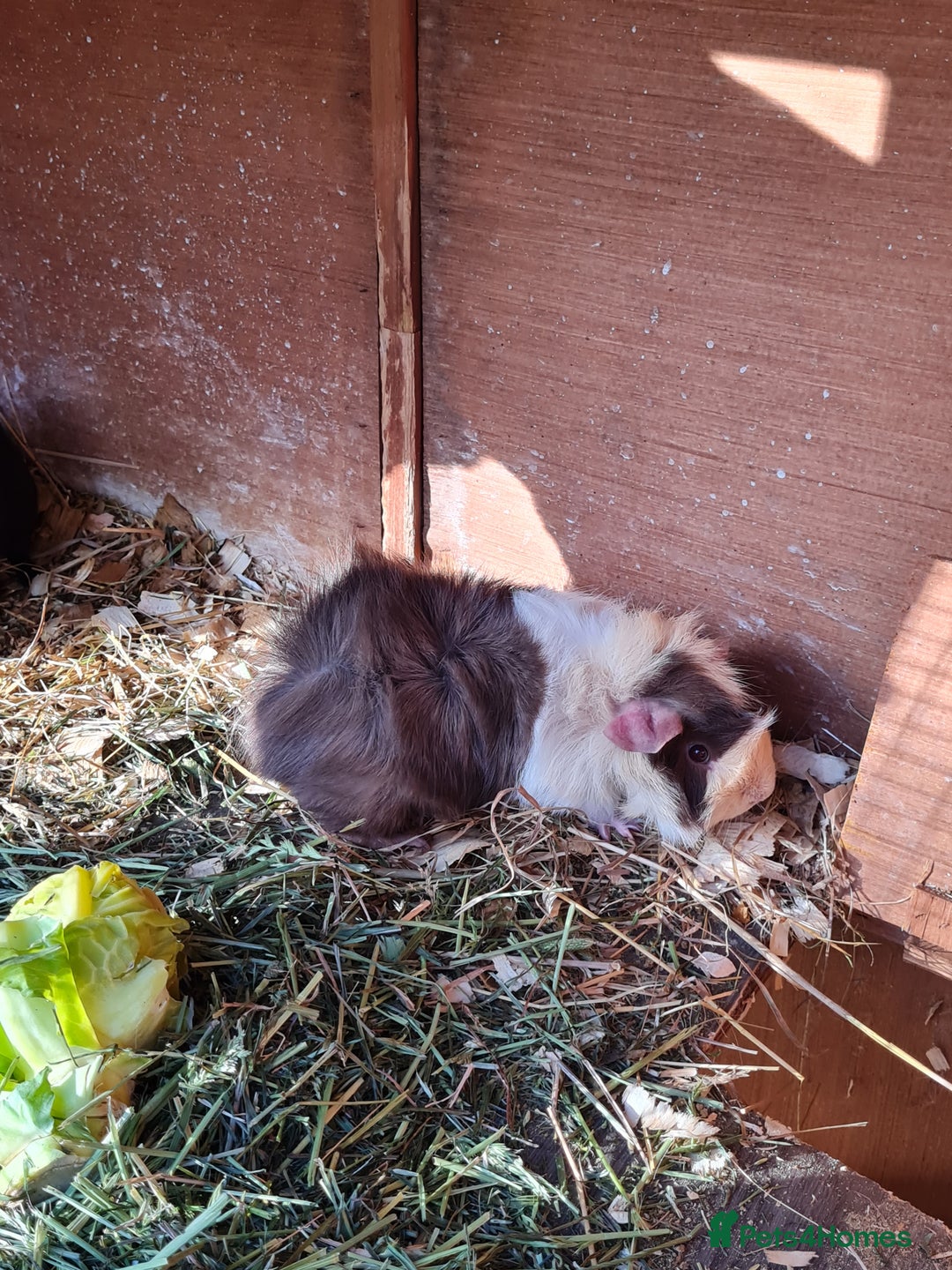 Guinea Pig rodents for sale: Baby guinea pigs for sale - Advert 18
