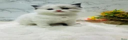 Ragdoll cats for sale:  Tica registered full pedigree ragdolls - Advert 9