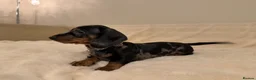 Miniature Dachshund dogs for sale: Adorable Puppies Ready for Loving Homes 🐾 - Advert 7