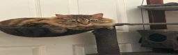 Mixed Breed cats for sale: Friendly female cat - Advert 5