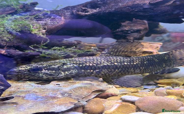 Other/Mixed Breed fish - Advert 1