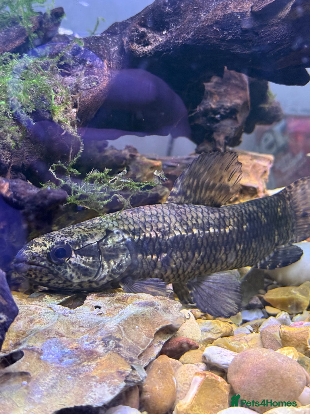 Other/Mixed Breed fish for sale: Black wolf fish (Hoplias curupira) - Image 1