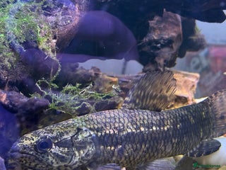 Other/Mixed Breed fish - Advert 5