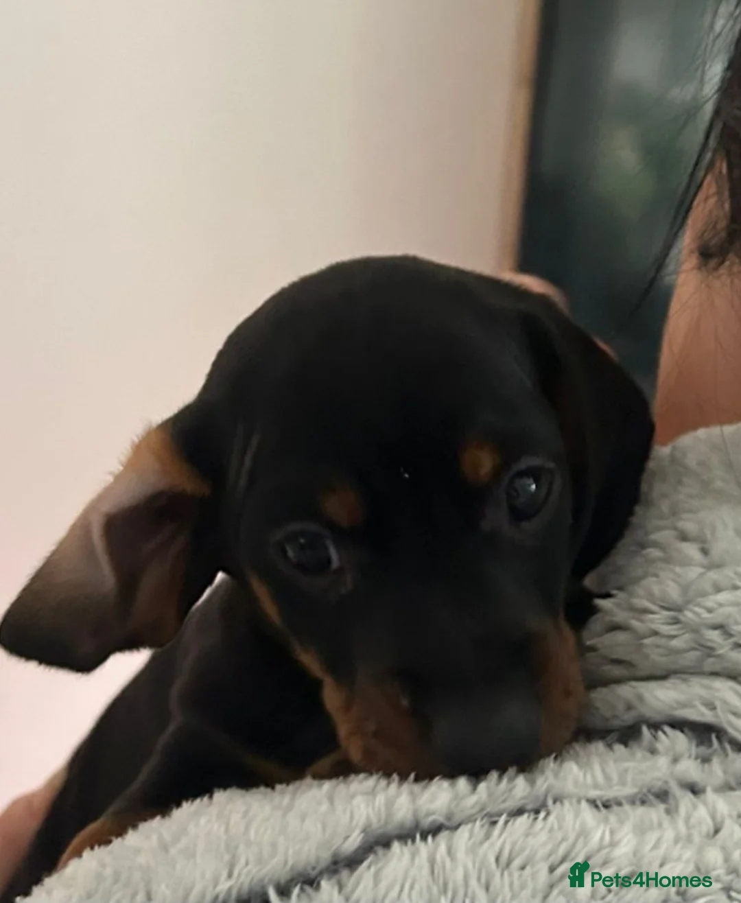 Dachshund dogs for sale: Dachshund puppies  - Advert 16