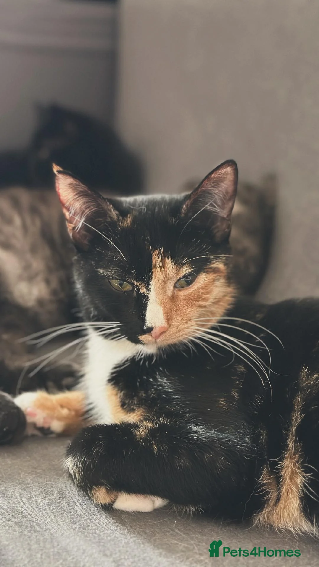 Mixed Breed cats for sale: Adorable Kittens Ready From 6th June - Advert 27
