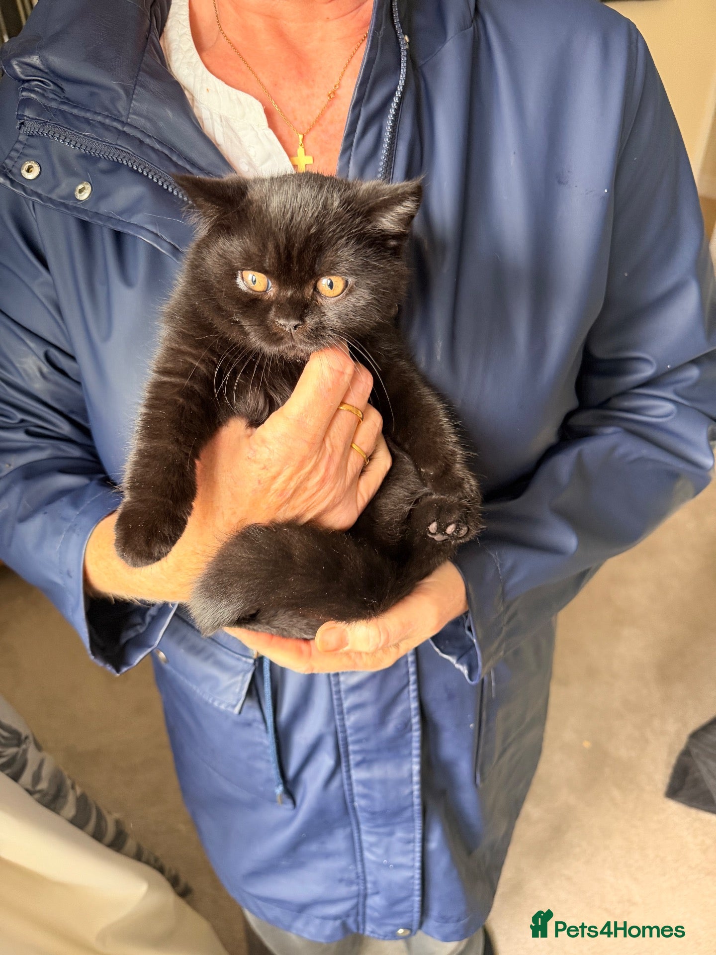 British Shorthair cats Black  male BSH GCCF reg - Advert 1