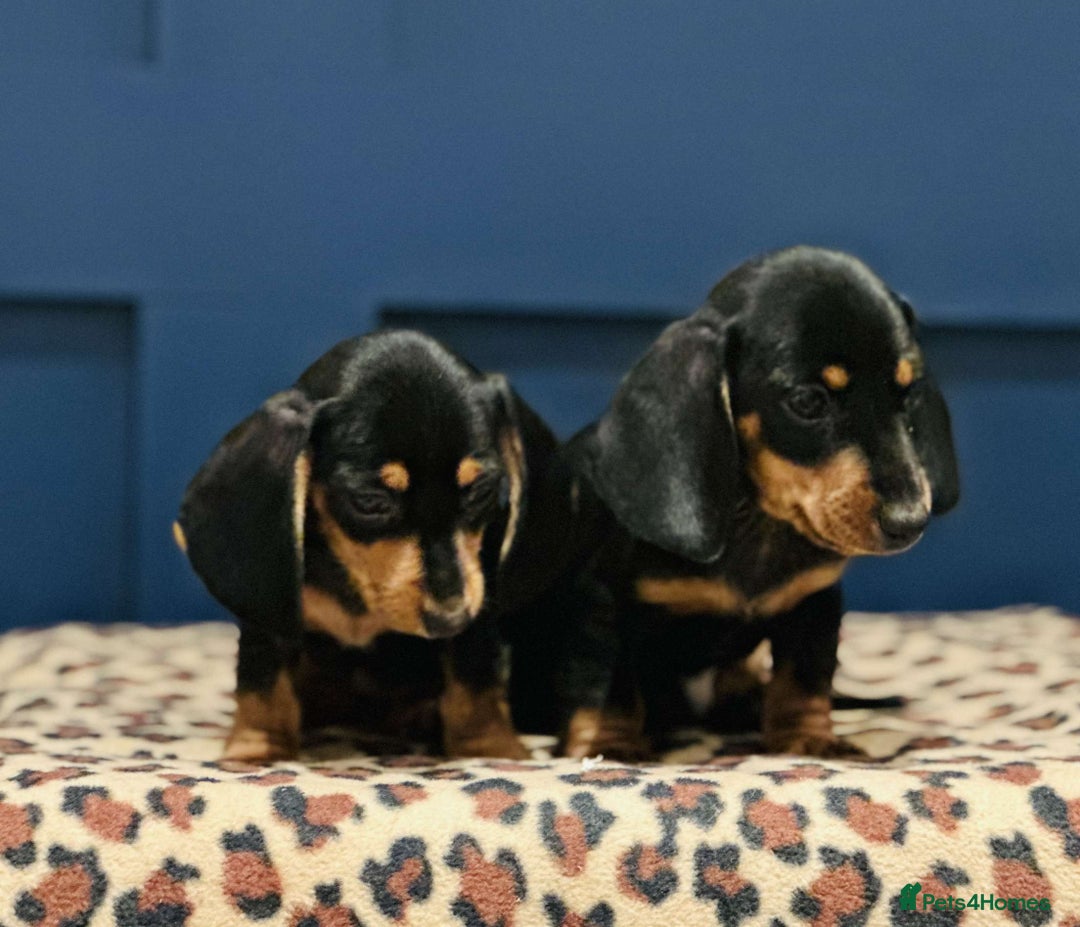 Miniature Dachshund dogs for sale: Short Haired Miniature Dachshunds - Image 9