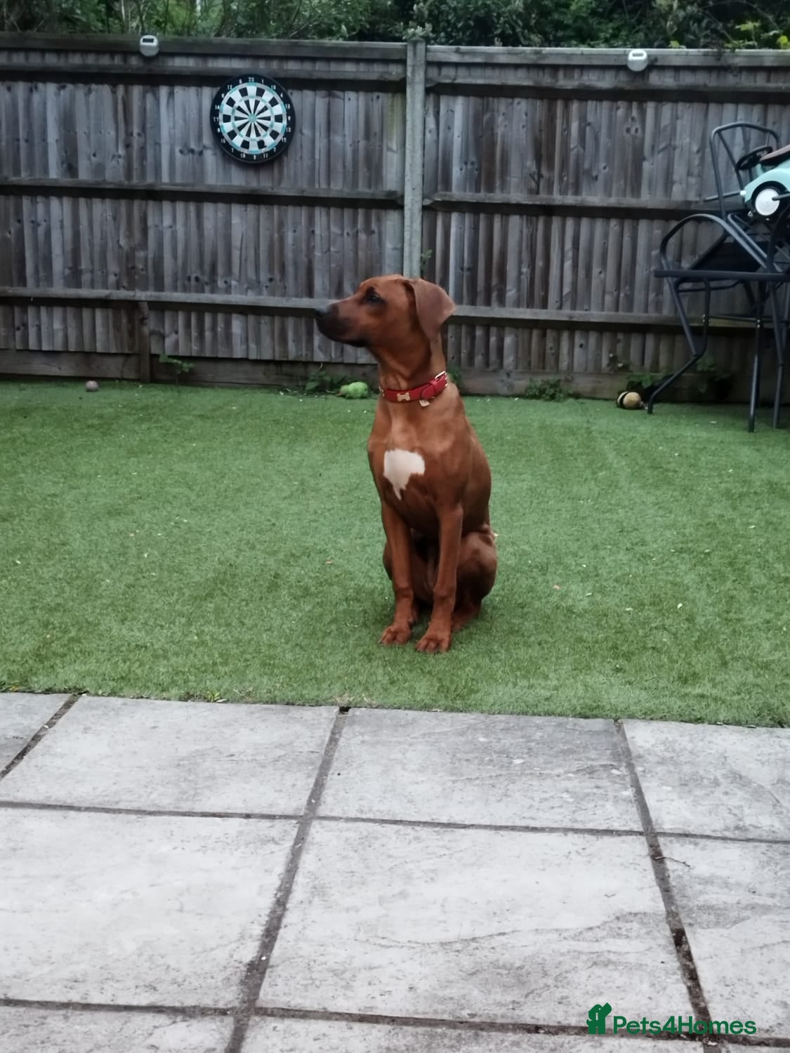 Rhodesian Ridgeback dogs Beautiful , healthy female Rhodesian Ridgeback  - Advert 3