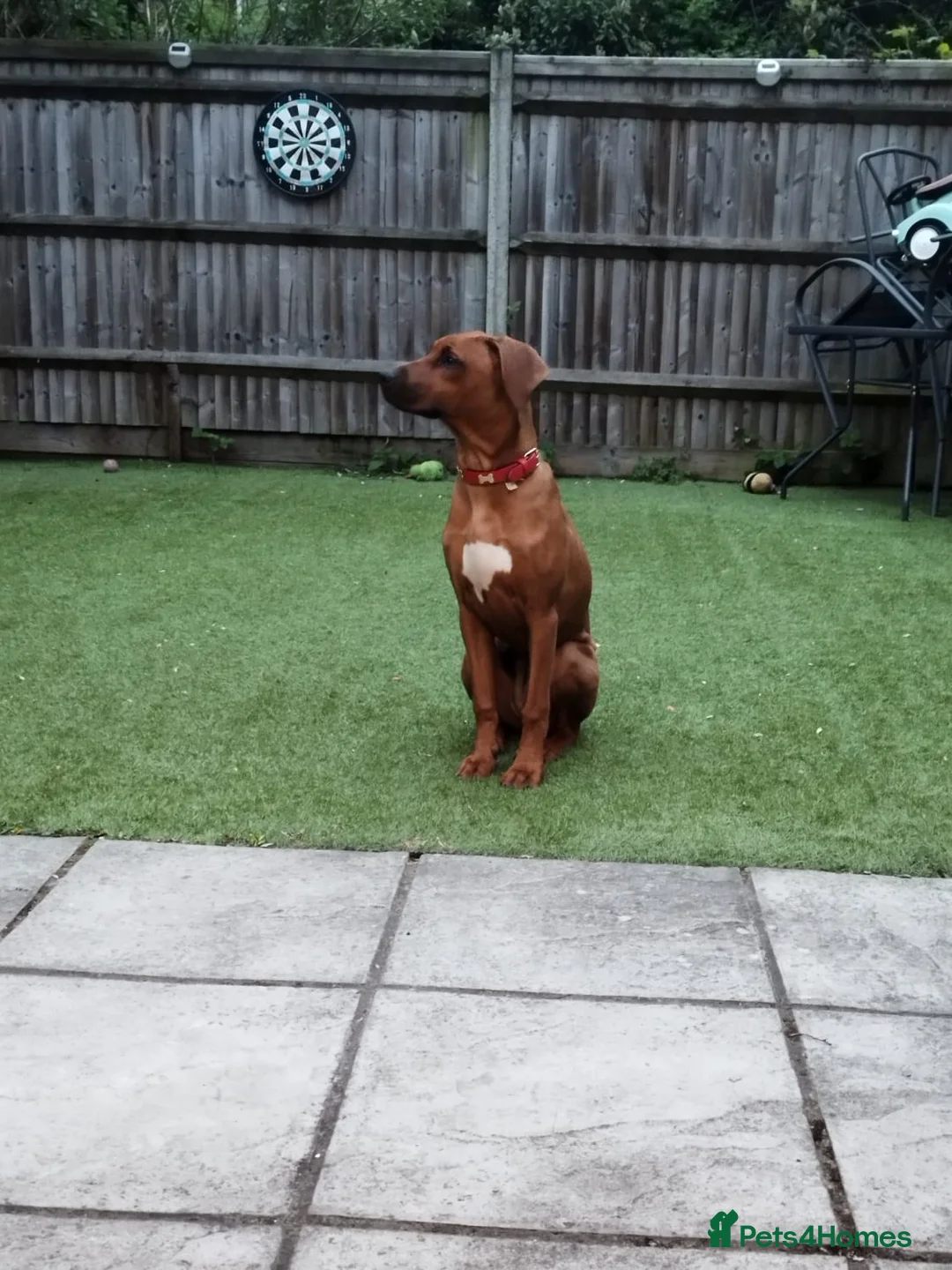 Rhodesian Ridgeback dogs for sale: Beautiful , healthy female Rhodesian Ridgeback  in London - Advert 1