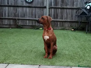 Rhodesian Ridgeback dogs Beautiful , healthy female Rhodesian Ridgeback - Advert 1