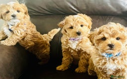 Maltipoo dogs for sale: Gorgeous apricot maltipoo - Image 1