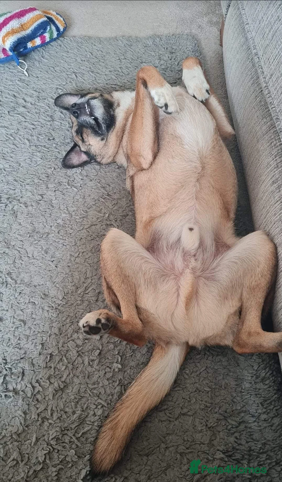 Mixed Breed dogs for adoption: Meet Jakob, currently residing in Cranage, Crew in Crewe - Advert 15