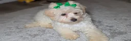 Maltipoo dogs for sale: Olivia M - Advert 14