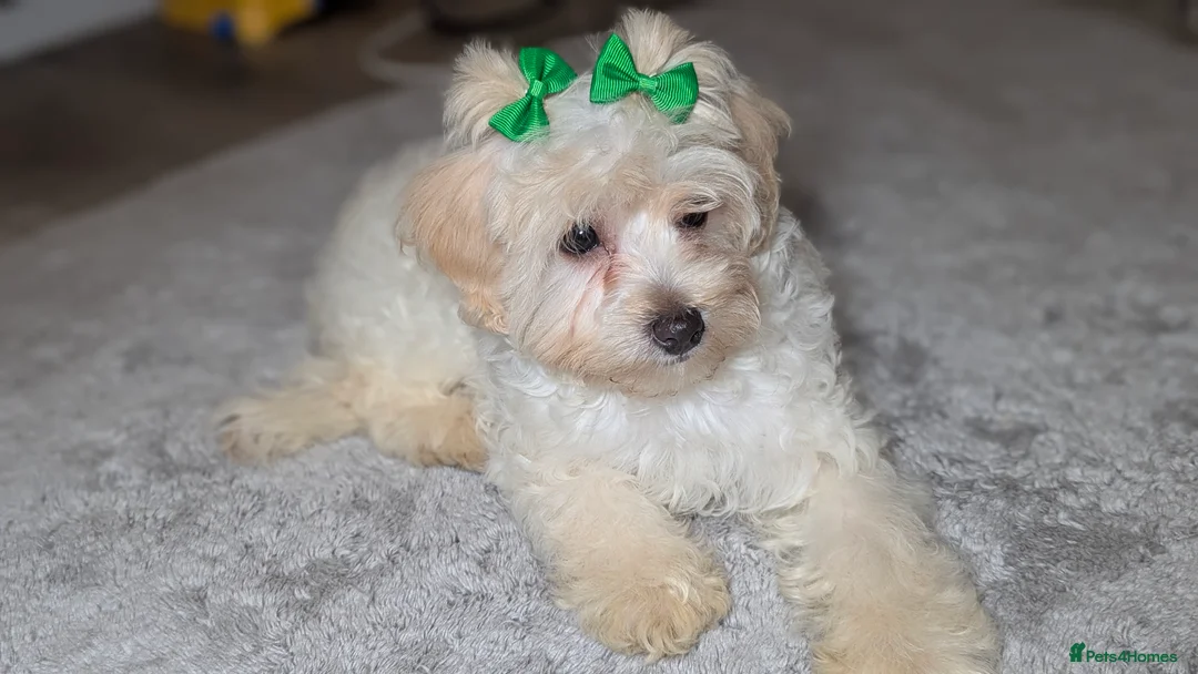 Maltipoo dogs for sale: Olivia M - Advert 14