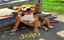 Mixed Breed dogs for adoption: Jojo handsome Beagle cross  - Image 1