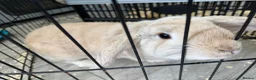 French Lop rabbits for sale: 5 month old girl. - Advert 5