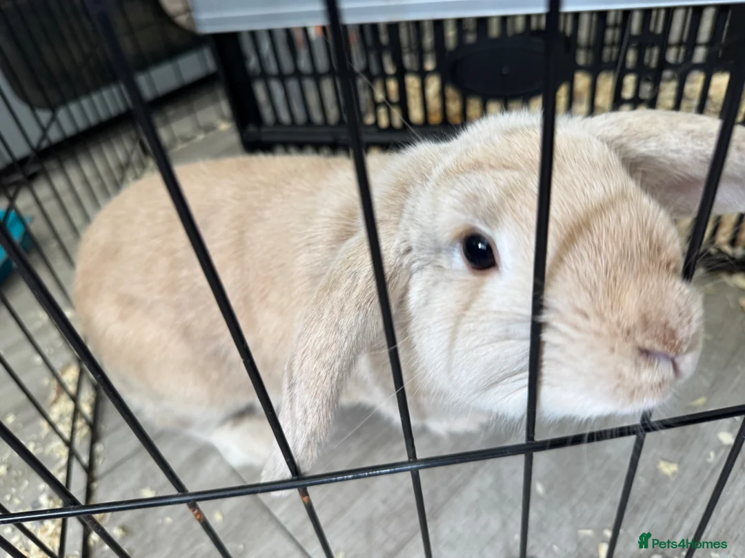 French Lop rabbits for sale: 5 month old girl. - Advert 5