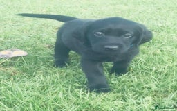 Labrador Retriever dogs for sale: Perfect Litter of 5th Generation Labrador Puppies - Advert 4