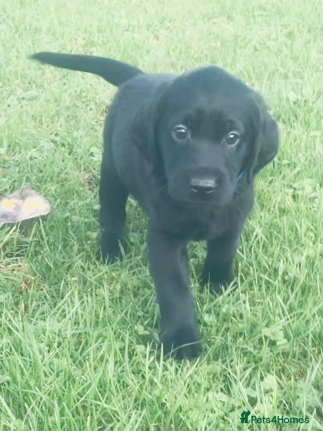 Labrador Retriever dogs for sale: Perfect Litter of 5th Generation Labrador Puppies - Advert 4