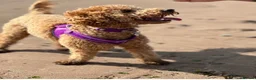 Cockapoo dogs for sale: Extensively Health tested cockapoo puppies  - Advert 13