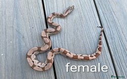 Snake reptiles for sale: Female hypo arabesque boa - Image 3