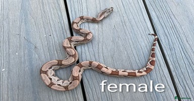 Snake reptiles - Advert 4