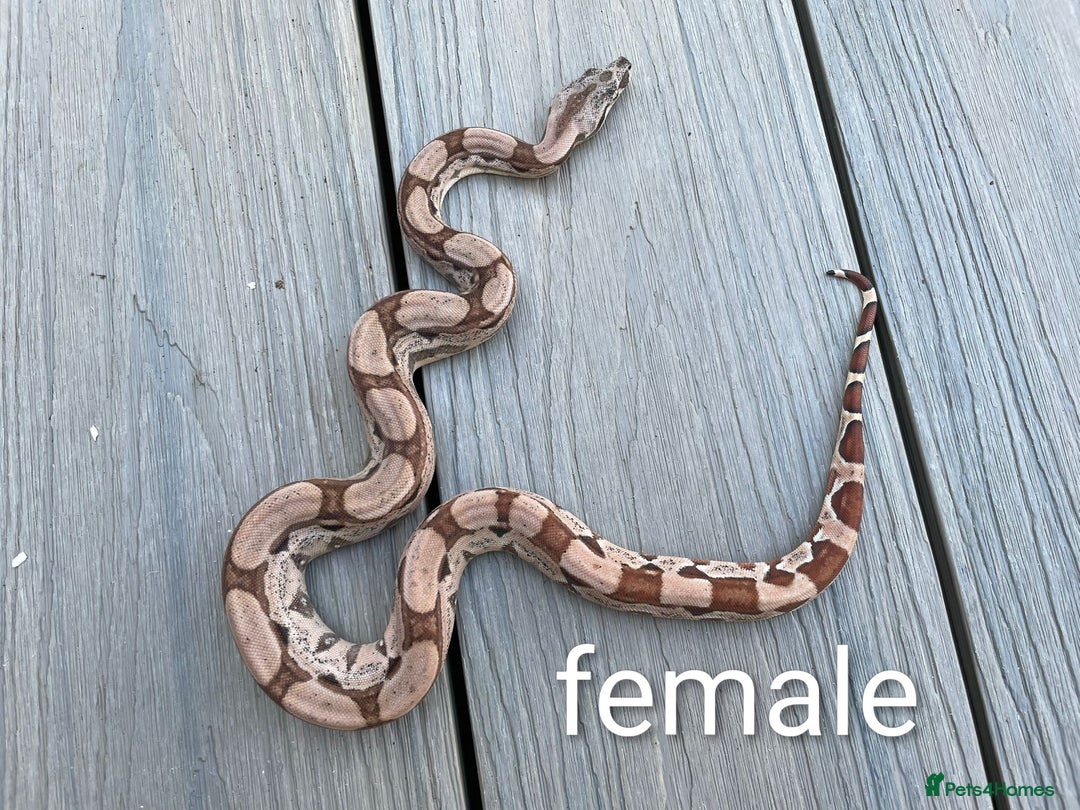 Snake reptiles for sale: Female hypo arabesque boa - Image 3