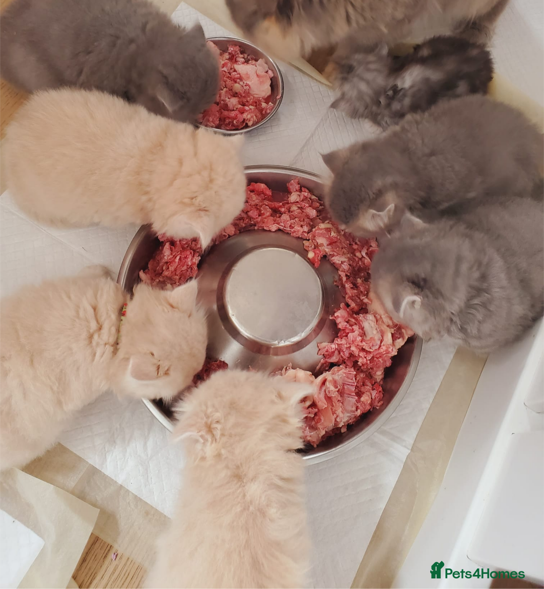 British Shorthair cats for sale: 💙British Longhair Babies, Ready to Leave 🏡 🧡 - Image 8