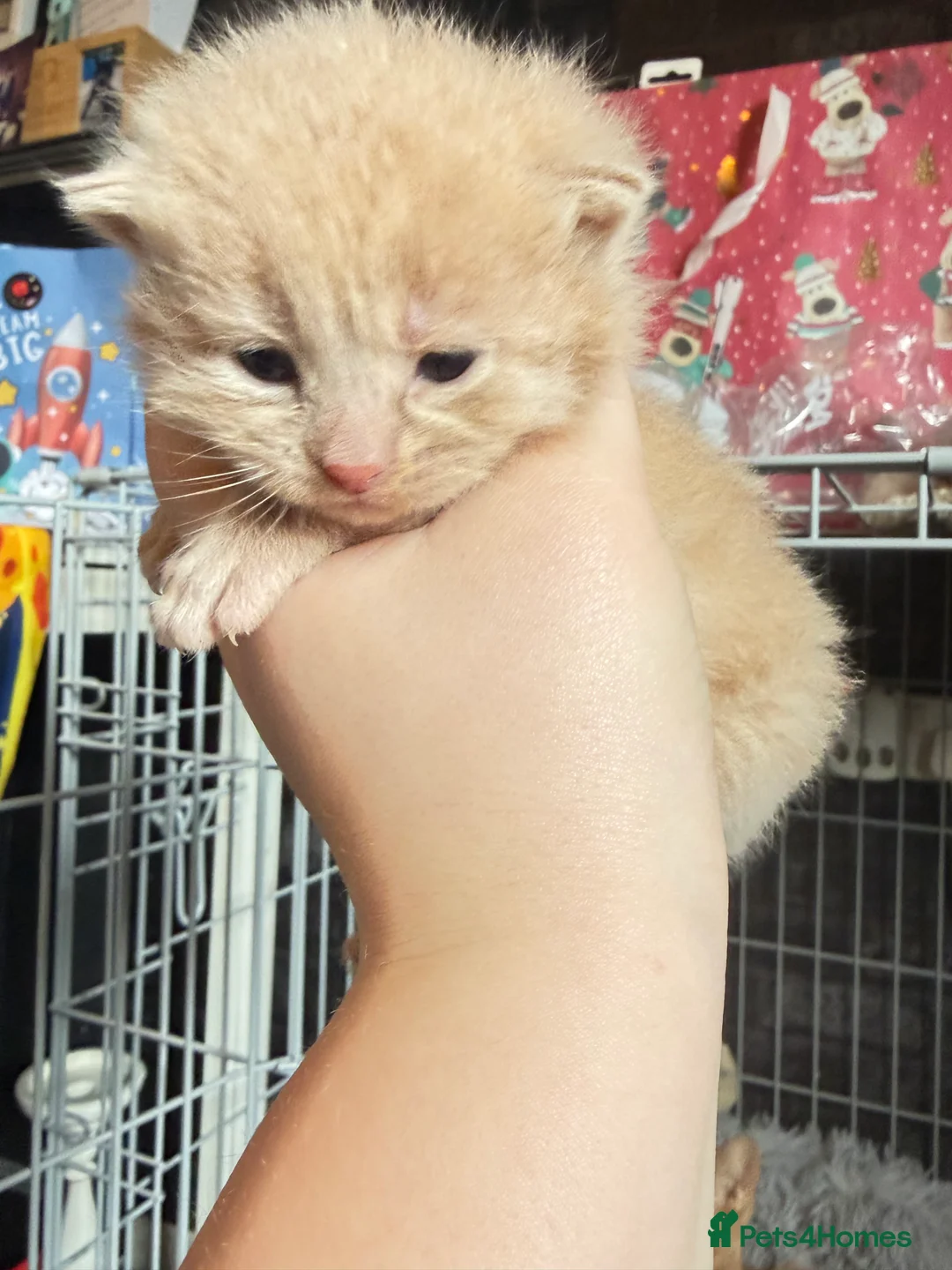 Mixed Breed cats for sale: 5 kittens  - Advert 13